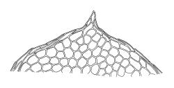 Calyptrochaeta brownii, apex of lateral leaf. Drawn from L.B. Moore 646, CHR 465864, B.H. Macmillan 87/128, CHR 414499, and B.H. Macmillan 74/128, CHR 241680.
 Image: R.C. Wagstaff © Landcare Research 2017 